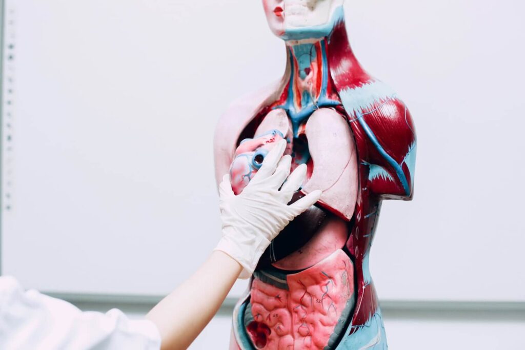 Zusammenhänge und Abhängigkeiten der Zahn-Organ-Beziehung für ganzheitliche Gesundheit